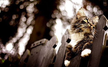 MAINE COON YOUNGSTER, fences, breeds, animals, pets, cats, adolescent, maine coon, kittens HD wallpaper