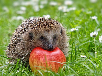 hedgehog with apple, hedgehog, apple, fall season, animals HD wallpaper