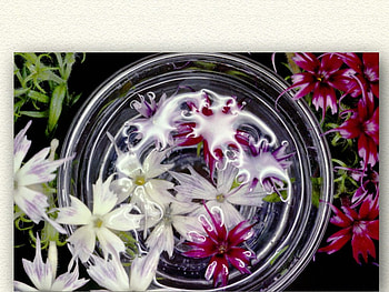 Flower reflections, colors, flowers HD wallpaper