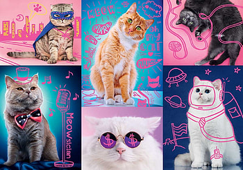 Cats, kitten, blue, pink, pisici, colage, cute, funny HD wallpaper