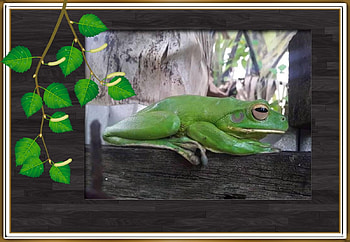 FRAMED FROG, NATURE, FROG, , FRAMED HD wallpaper