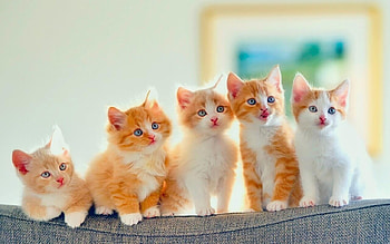 A bunch of kittens, Sofa, Couch, Cats, Kittens HD wallpaper