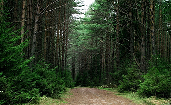 forest road, grass, road, forest, tree HD wallpaper
