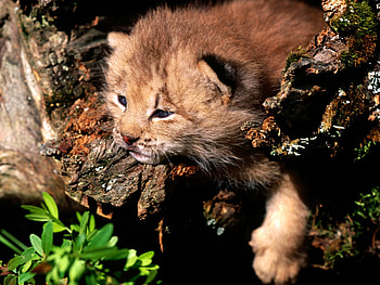 Taking a rest, animal, , , baby, take, cat, wild, small, rest, lying, nature, wall HD wallpaper