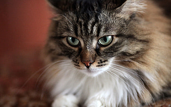 Animals, Cat, Fluffy, Muzzle, Eyes, Attentiveness, Mindfulness HD wallpaper