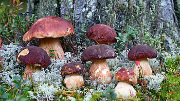 porcini mushrooms, Captivating , Mushroom wonderland, Fungal beauty HD wallpaper