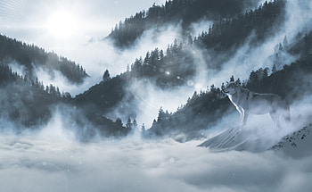 Wolf In Snow , wolf, animals, snow, nature HD wallpaper
