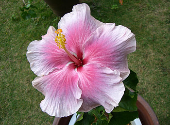Flowers, Bloom, Flowering, Pot, Hibiscus, Stamen HD wallpaper