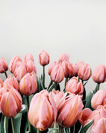 Flowers, Pink, Tulips, Bloom, Flowering HD phone wallpaper