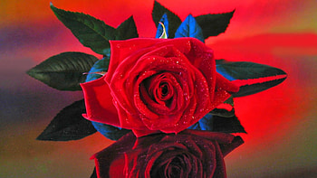 ROSE, PETALS, LEAVES, GREEN, RED HD wallpaper