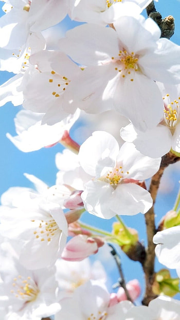 May, White Flowers HD phone wallpaper