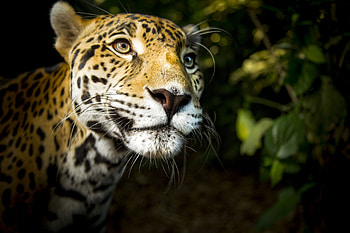 Leopard, animal, feline, cat, cheetah HD wallpaper