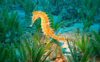 Animals, Underwater World, To Swim, Swim, Sea Horse, Seahorse HD wallpaper