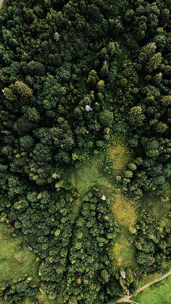 Nature, Trees, View From Above, Forest, Path, Paths HD phone wallpaper