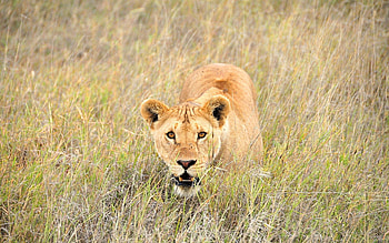 Animals, Grass, Muzzle, Lion, Stroll HD wallpaper