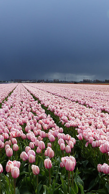 Tulip, White And Pink Tulip Forest HD phone wallpaper