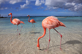 Aruba Island, Travels, Flamingos, Private island escapes HD wallpaper