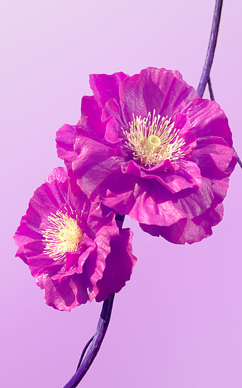 Flowers, artificial flower, magenta HD phone wallpaper
