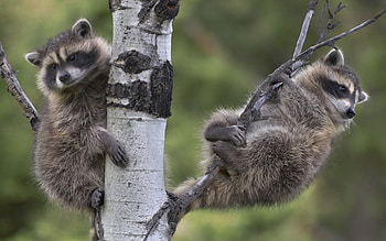 Nocturnal wanderer, Forest dweller, Raccoon family, Nature's treasure HD wallpaper