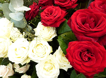 Flowers, Roses, Gypsophilus, Gipsophile HD wallpaper