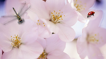 Sakura Dragonfly and Ladybug, ladybug, japan, firefox persona, spring, summer, pink, cherry, blossoms, sakura, dragonfly, flowers, sky HD wallpaper