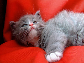 kitty, sweet, kitten, animals, pet, orange HD wallpaper