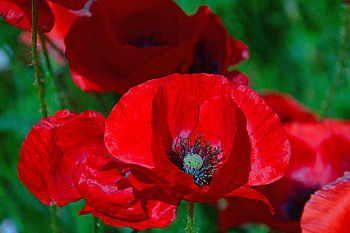 Flowers, Poppies, Flower, Bloom, Flowering, Poppy HD wallpaper