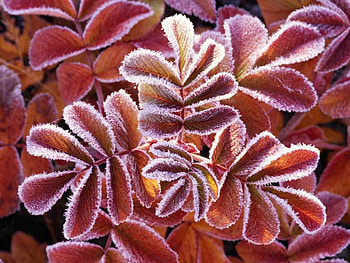 Frosty Fall, frost, nature HD wallpaper