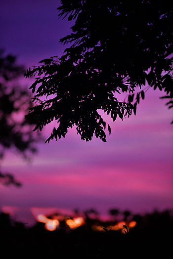 Sky, Leaves, Twilight, Dark, Branch, Dusk HD phone wallpaper