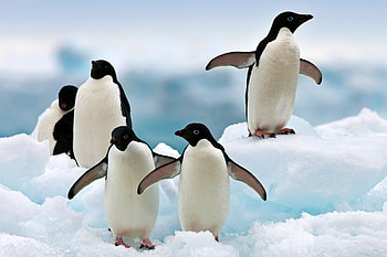 Adelie Penguins, animal, bird, penguins, adelie HD wallpaper