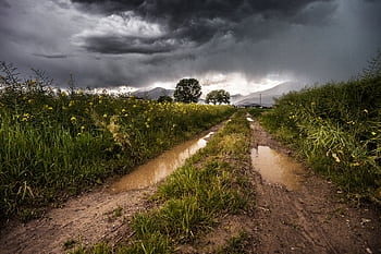 Moody rural scene with a muddy track, storm clouds, and vibrant greenery. HD wallpaper