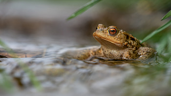 Toad , Exquisite collection, Toad species, Nature's symmetry HD wallpaper