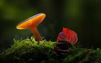 Mushroom, nature, graphy, fungi HD wallpaper