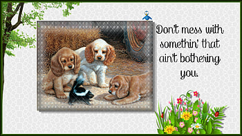 Don't Do It, dogs, bird, text, skunk HD wallpaper