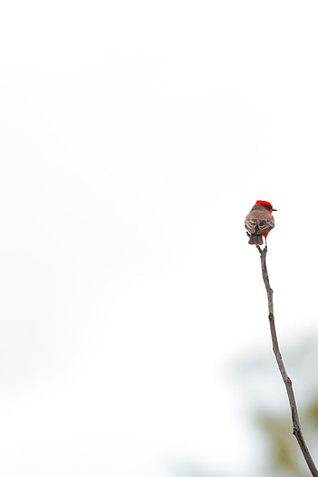 Bird, Minimalism, Branch HD phone wallpaper