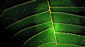 Plants, Background HD wallpaper