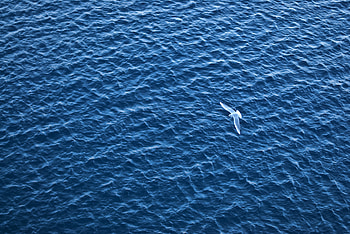 Sea, Bird, Ripples, Ripple, Minimalism, Flight HD wallpaper