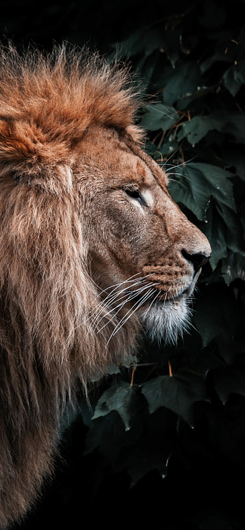 Lion portrait, Majestic ruler, -worthy, display HD phone wallpaper