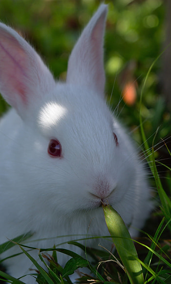Cute white rabbit, Animal delight, , Plush HD phone wallpaper