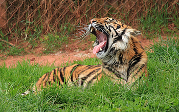 Animals, Grass, Grin, Big Cat, Tiger HD wallpaper