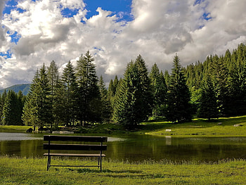 Peace, bench, nature, grass, tree HD wallpaper