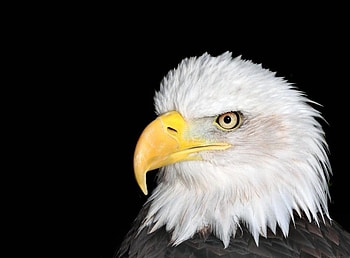 Eagle, animal, bird HD wallpaper