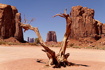 A captivating barren landscape with a dry tree and iconic sandstone formations in Monument Valley. HD wallpaper