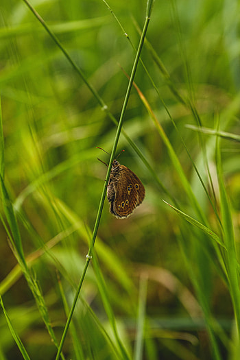 Animals, Grass, Macro, Pattern, Butterfly, Wings, Focus HD phone wallpaper