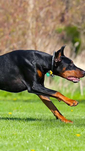 Doberman Dog, Barking, Dog HD phone wallpaper