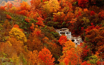 Autumn view, river, creek, colors, nice, season, trees, cascades, autumn, water, fall, beautiful, falling, red, view, waterfall, nature, lovely, forest, foliage, stream HD wallpaper