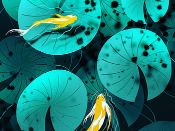 Water, Art, Fish, Carp, Chinese Carp HD wallpaper