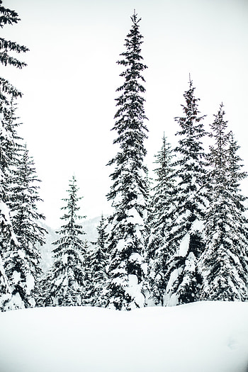 Winter, forest, snowfrost, trees, nature HD phone wallpaper