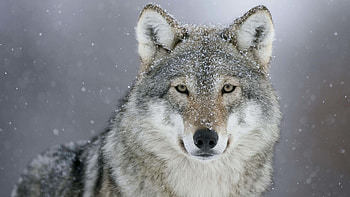 Gray Wolf, Snowy landscapes, Serene winter scenes, Silent hunters HD wallpaper