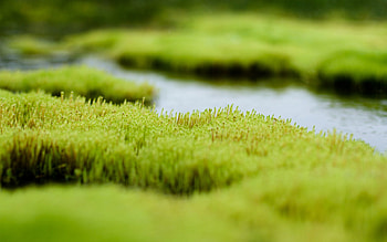 Water, Grass, Background, Macro HD wallpaper